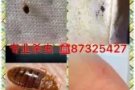 专业杀虫.多年杀虫经验，臭虫、蟑螂、白蚂蚁.包杀绝