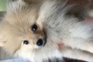 超级厚毛博美幼犬 3个月 转让