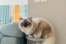 布偶王子小猫咪求偶