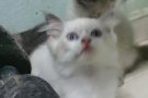 双色布偶弟弟$1288山猫布偶妹妹$888 蓝猫弟弟$999 微信yy0302068 WhatsApp865203