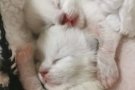 宠物布偶猫