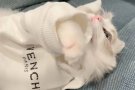 布偶妹妹领养只限制女生领养喜欢猫的，因为要回香港所以打算送人