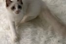 领养一只纯品种的布偶猫啦！