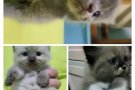 小猫咪有偿领养，蓝猫-布偶-黑猫-黑白猫，弟弟妹妹都有。先参考这些照片。WhatsApp 发更多照片让你们选择。价格为7
