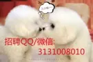 EP 新加坡劳务中介公司销售员 招聘QQ3131008010	