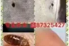 专业杀虫.多年杀虫经验，臭虫、蟑螂、白蚂蚁.包杀绝