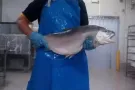 50岁以内大龄男女普工，无需任何经验，选中百分百下签微信006581439314