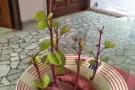 联邦招男搭房一名