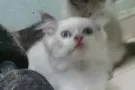 双色布偶弟弟$1288山猫布偶妹妹$888 蓝猫弟弟$999 微信yy0302068 WhatsApp865203