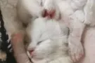 宠物布偶猫