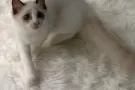 领养一只纯品种的布偶猫啦！
