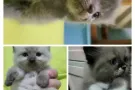 小猫咪有偿领养，蓝猫-布偶-黑猫-黑白猫，弟弟妹妹都有。先参考这些照片。WhatsApp 发更多照片让你们选择。价格为7
