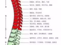 正规按摩中式指压，上门服务