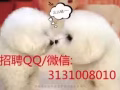 EP 新加坡劳务中介公司销售员 招聘QQ3131008010	