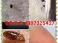 专业杀虫.多年杀虫经验，臭虫、蟑螂、白蚂蚁.包杀绝