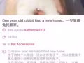 一岁呆萌兔兔找新家