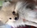 超级厚毛博美幼犬 3个月 转让