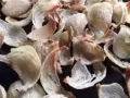 馬來西亞批發 零售 洞燕窩