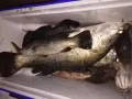 自钓新鲜海鱼有买的请联系我