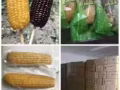 批發東北冷麵火腿腸粘苞米朝族鹹菜