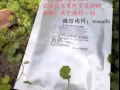 DR SUNG抗老面膜，走出你我的第一步！