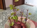 聯邦招男搭房一名