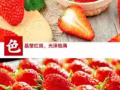 丹东奶油草莓? 可以开始预订了 可以不用去超市人挤人