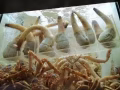 淡滨尼地铁站附近有主人房三人间女孩床位出租。干净整洁清静。合法人数。