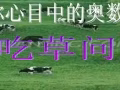 小学奥数：“牛吃草”问题详解，孩子的丢分点，期末复习可别错过
