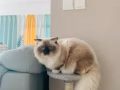 布偶王子小猫咪求偶