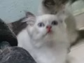双色布偶弟弟$1288山猫布偶妹妹$888 蓝猫弟弟$999 微信yy0302068 WhatsApp865203