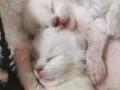 宠物布偶猫