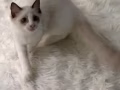 领养一只纯品种的布偶猫啦！