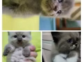 小猫咪有偿领养，蓝猫-布偶-黑猫-黑白猫，弟弟妹妹都有。先参考这些照片。WhatsApp 发更多照片让你们选择。价格为7